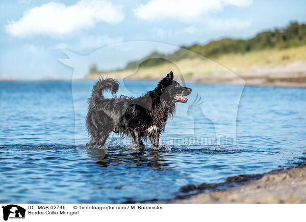 Border-Collie-Mischling / Border-Collie-Mongrel / MAB-02746