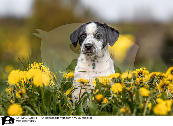 Mischling Welpe / Mongrel Puppy / MAB-02814