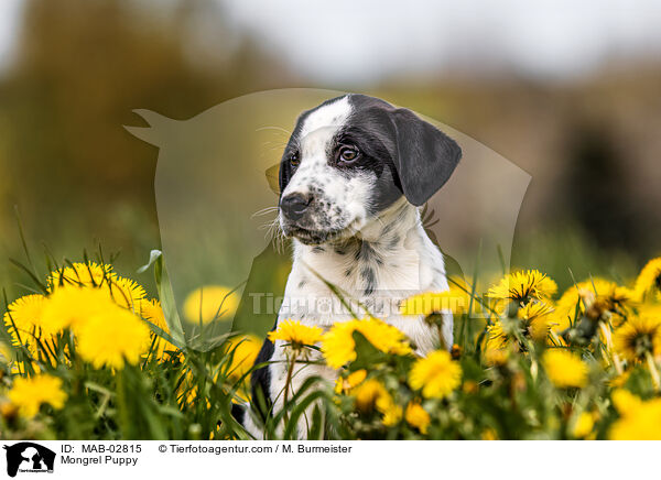 Mischling Welpe / Mongrel Puppy / MAB-02815