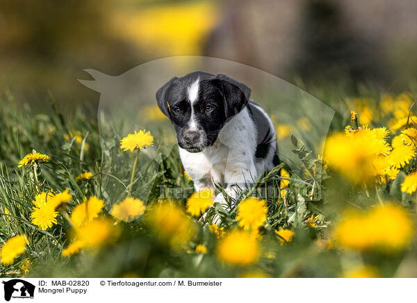 Mongrel Puppy / MAB-02820