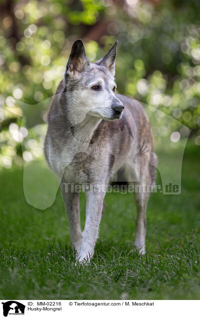 Husky-Mischling / Husky-Mongrel / MM-02216