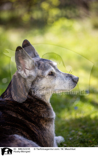 Husky-Mischling / Husky-Mongrel / MM-02235