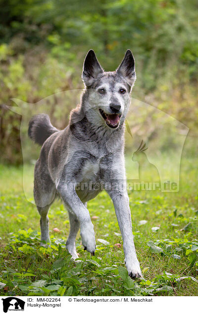 Husky-Mischling / Husky-Mongrel / MM-02264