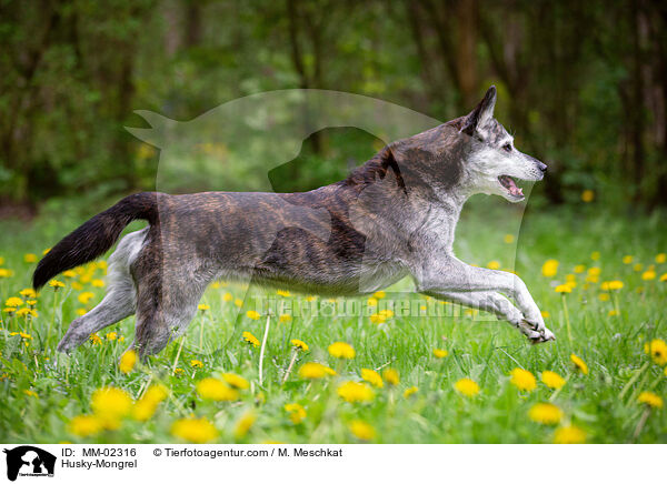 Husky-Mischling / Husky-Mongrel / MM-02316