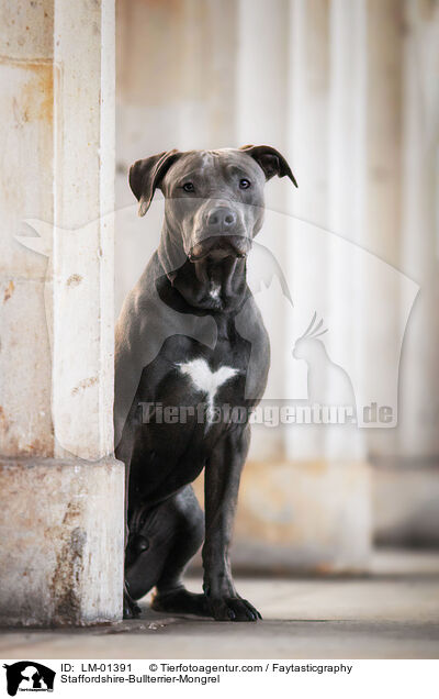 Staffordshire-Bullterrier-Mix / Staffordshire-Bullterrier-Mongrel / LM-01391