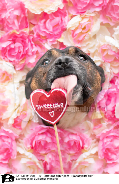 Staffordshire-Bullterrier-Mix / Staffordshire-Bullterrier-Mongrel / LM-01398