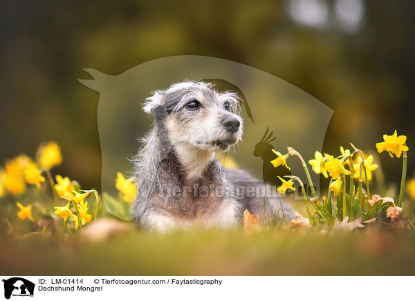 Dackel-Mischling / Dachshund Mongrel / LM-01414