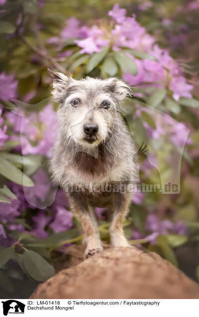 Dackel-Mischling / Dachshund Mongrel / LM-01418