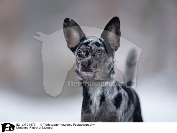 Zwergpinscher-Mischling / Miniature-Pinscher-Mongrel / LM-01473