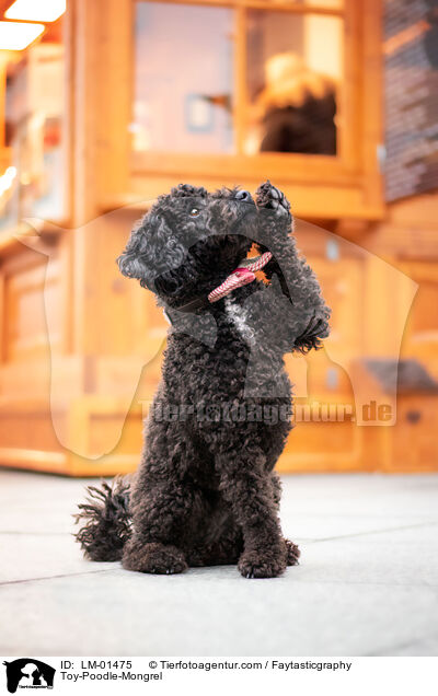 Zwergpudel-Mischling / Toy-Poodle-Mongrel / LM-01475