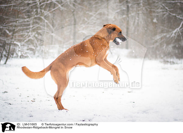 Rhodesian-Ridgeback-Mix im Schnee / Rhodesian-Ridgeback-Mongrel in Snow / LM-01665