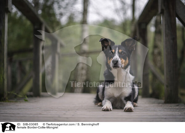 Border-Collie-Mischling Hndin / female Border-Collie-Mongrel / SIB-03085