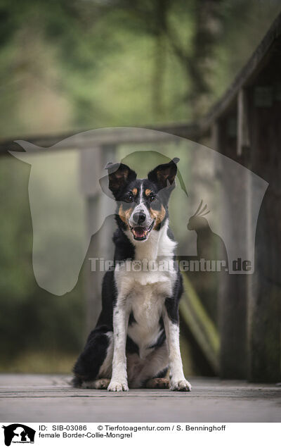 Border-Collie-Mischling Hndin / female Border-Collie-Mongrel / SIB-03086