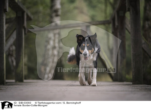 Border-Collie-Mischling Hndin / female Border-Collie-Mongrel / SIB-03093