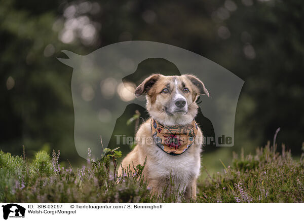 Welsh-Corgi-Mischling / Welsh-Corgi-Mongrel / SIB-03097