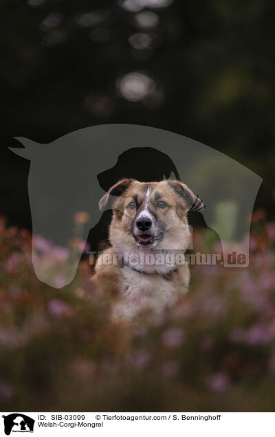 Welsh-Corgi-Mischling / Welsh-Corgi-Mongrel / SIB-03099