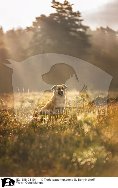 Welsh-Corgi-Mischling / Welsh-Corgi-Mongrel / SIB-03101
