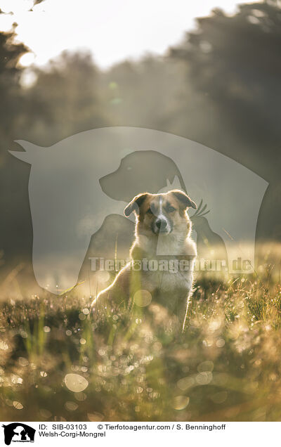 Welsh-Corgi-Mischling / Welsh-Corgi-Mongrel / SIB-03103