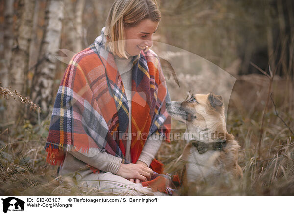 Welsh-Corgi-Mischling / Welsh-Corgi-Mongrel / SIB-03107