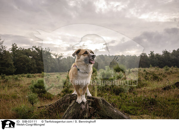 Welsh-Corgi-Mischling / Welsh-Corgi-Mongrel / SIB-03111
