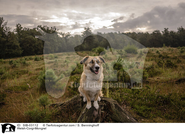 Welsh-Corgi-Mischling / Welsh-Corgi-Mongrel / SIB-03112