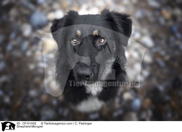Schferhund-Mischling / Shepherd-Mongrel / CF-01492