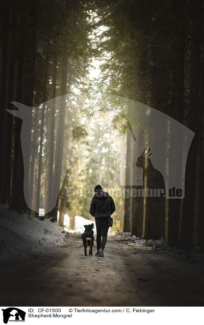 Schferhund-Mischling / Shepherd-Mongrel / CF-01500