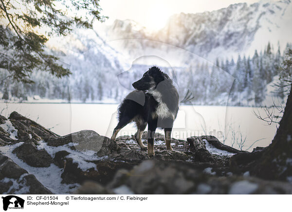 Schferhund-Mischling / Shepherd-Mongrel / CF-01504