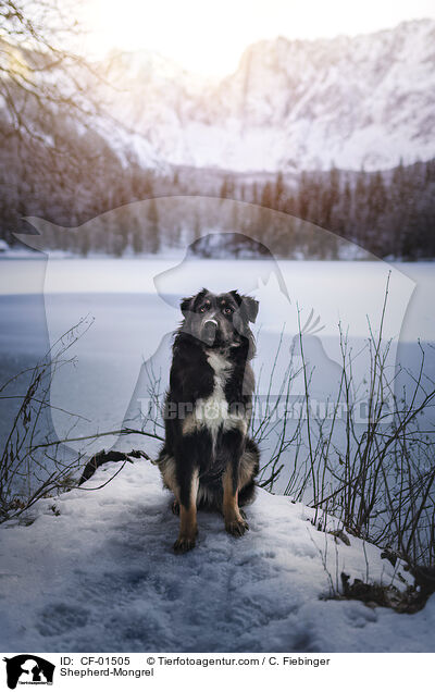 Schferhund-Mischling / Shepherd-Mongrel / CF-01505