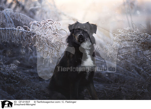 Schferhund-Mischling / Shepherd-Mongrel / CF-01507