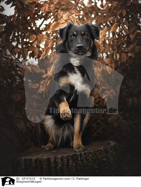 Schferhund-Mischling / Shepherd-Mongrel / CF-01512