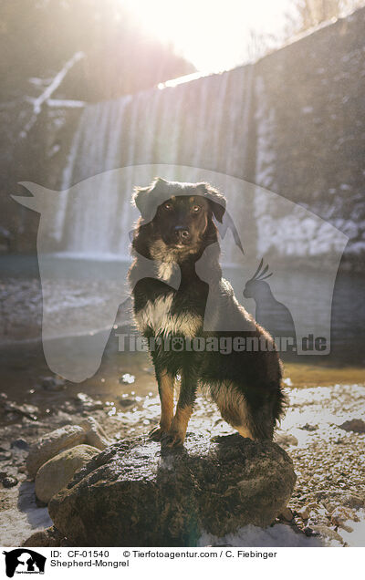 Schferhund-Mischling / Shepherd-Mongrel / CF-01540