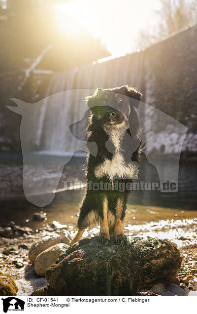 Schferhund-Mischling / Shepherd-Mongrel / CF-01541