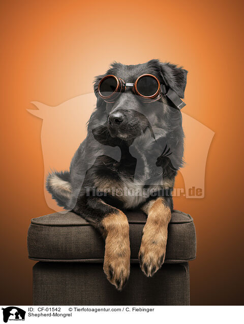 Schferhund-Mischling / Shepherd-Mongrel / CF-01542