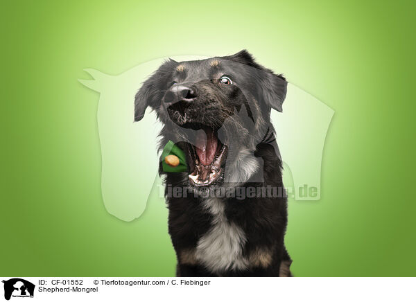 Schferhund-Mischling / Shepherd-Mongrel / CF-01552