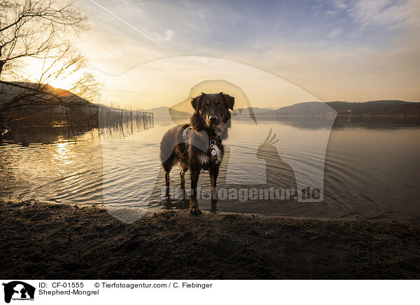 Schferhund-Mischling / Shepherd-Mongrel / CF-01555