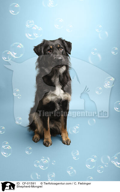 Schferhund-Mischling / Shepherd-Mongrel / CF-01591