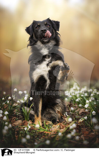 Shepherd-Mongrel / CF-01596