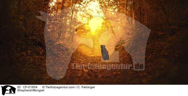 Schferhund-Mischling / Shepherd-Mongrel / CF-01604