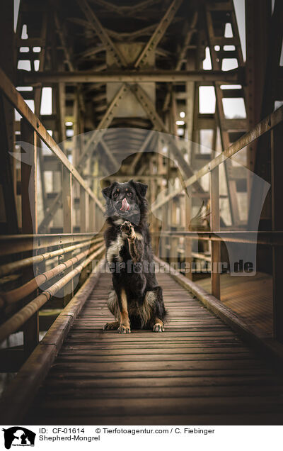 Schferhund-Mischling / Shepherd-Mongrel / CF-01614