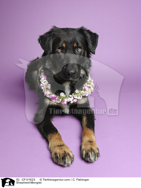 Schferhund-Mischling / Shepherd-Mongrel / CF-01623