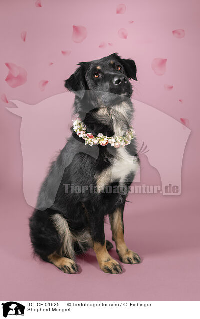Schferhund-Mischling / Shepherd-Mongrel / CF-01625
