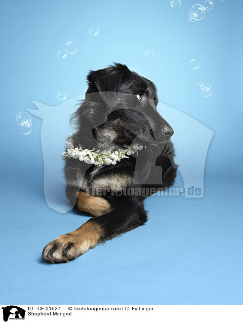 Schferhund-Mischling / Shepherd-Mongrel / CF-01627