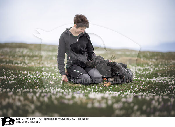 Schferhund-Mischling / Shepherd-Mongrel / CF-01649