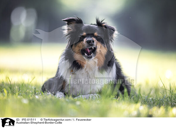 Australian-Shepherd-Border-Collie / Australian-Shepherd-Border-Collie / IFE-01511