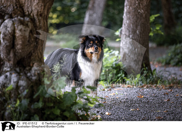 Australian-Shepherd-Border-Collie / Australian-Shepherd-Border-Collie / IFE-01512