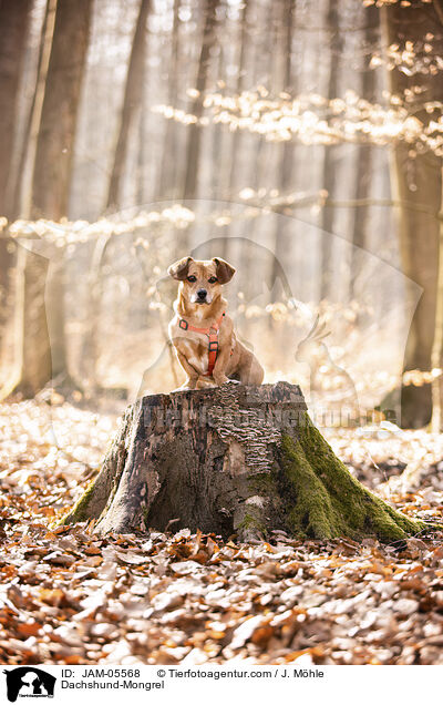 Dackel-Mischling / Dachshund-Mongrel / JAM-05568