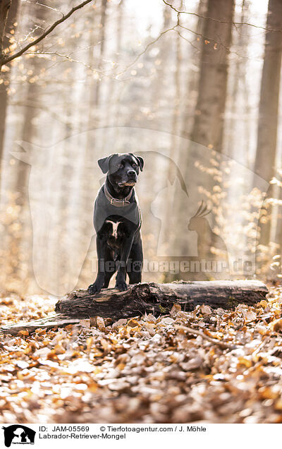 Labrador-Retriever-Mongel / JAM-05569