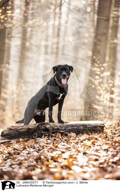 Labrador-Retriever-Mongel / JAM-05571