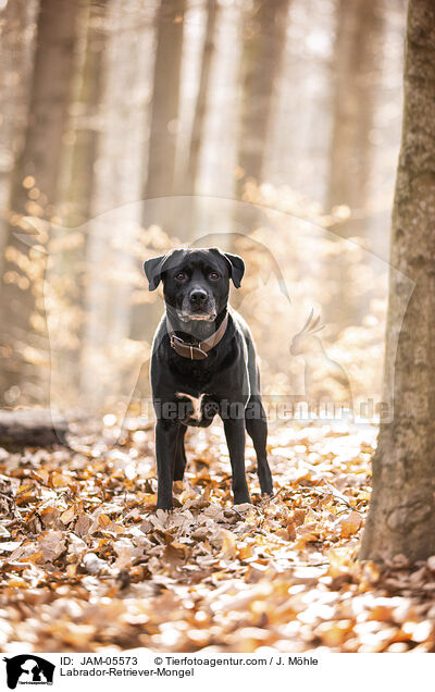 Labrador-Retriever-Mischling / Labrador-Retriever-Mongel / JAM-05573